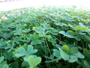 Plants growing on field