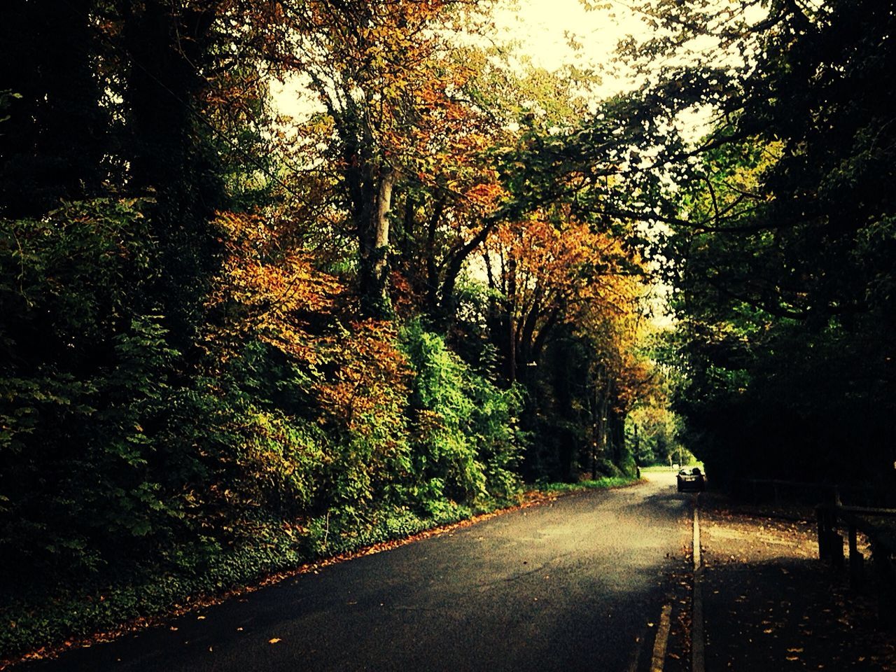 tree, the way forward, road, transportation, diminishing perspective, street, vanishing point, road marking, growth, nature, treelined, tranquility, empty road, empty, footpath, sunlight, branch, outdoors, country road, car