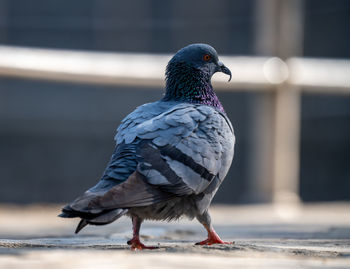 Close-up of bird