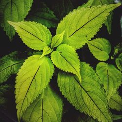 Close-up of green leaves