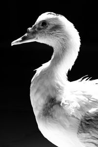 Close-up of seagull