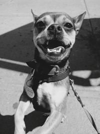 Close-up of chihuahua relaxing on footpath during sunny footpath