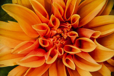 Close-up of orange dahlia