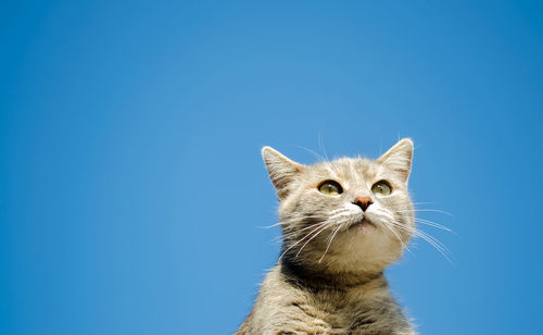 Funny gray cat on a background of blue sky. pet portrait. striped kitten. animal. copy space.