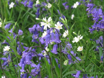 Close-up of purple flowers blooming outdoors