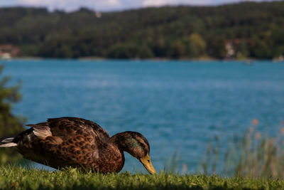 Duck in a lake