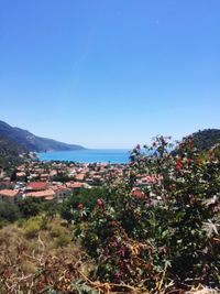 Scenic view of flowering plants and trees against clear blue sky