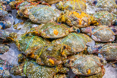 High angle view of shells in sea