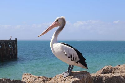 Bird perching on a rock in sea against sky