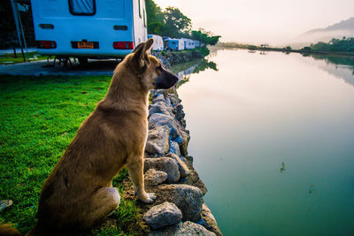 Dog on rock by lake against sky