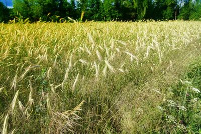 Crops growing on field