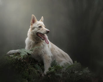 View of a dog looking away