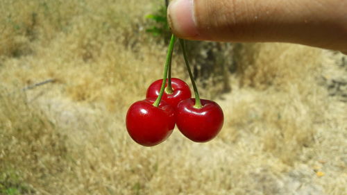 Close-up of hand holding strawberry