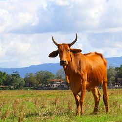 Horse on grassy field