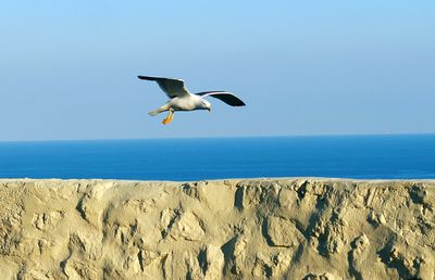 Seagull flying over sea