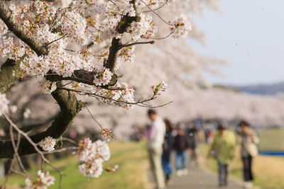 Cherry blossom flowers on tree with people in background