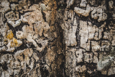 Full frame shot of tree bark