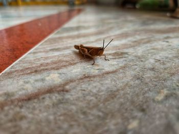 Close-up of butterfly on footpath