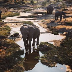 View of elephant standing in lake