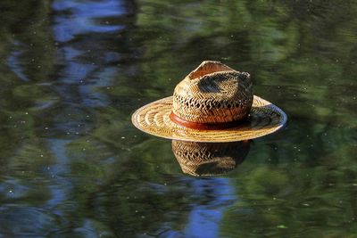 Close-up of hat floating on water