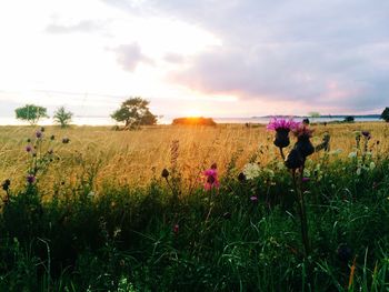Scenic view of field against cloudy sky