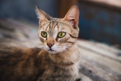 Close-up portrait of a cat