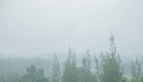 Trees in forest against sky