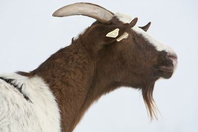 Low angle view of horse against white background