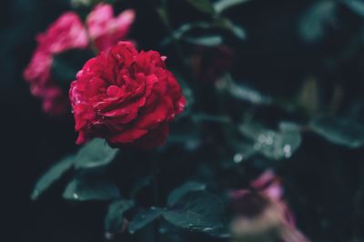 Close-up of red rose blooming outdoors