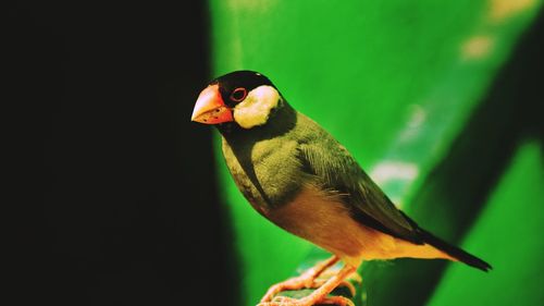 Close-up of bird perching outdoors