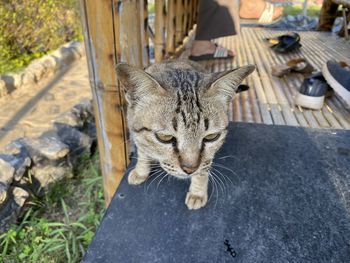 Portrait of cat