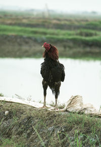 Close-up of rooster on field