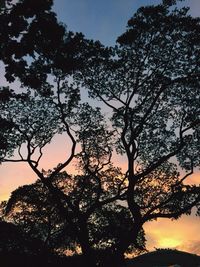 Low angle view of trees against sky at sunset