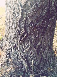 View of tree stump