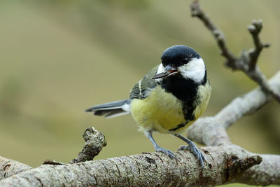 Close-up of a great tit perching on branch