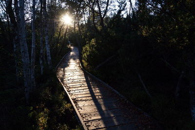 Sunlight falling on footpath amidst trees in forest