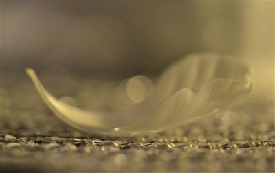 Close-up of feather against blurred background