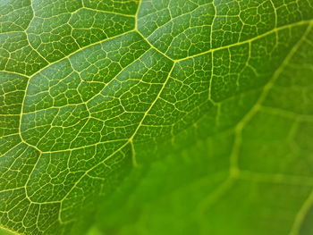 Macro shot of green leaf