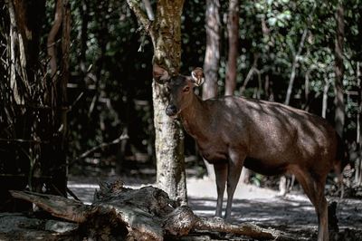 Deer standing by tree at zoo