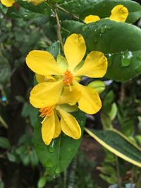 Close-up of yellow flower