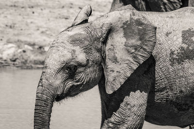 Close-up of elephant