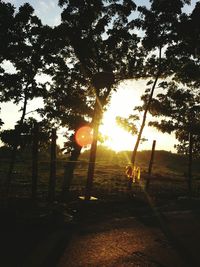 Sun shining through trees