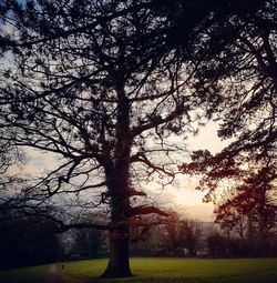 Close-up of tree at sunset