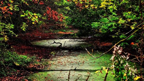 Plants and trees