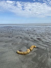 View of crab on beach