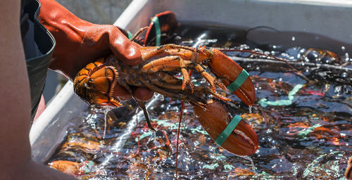 A fisherman holding a live lobster over a bin that he is sorting them into to sell.