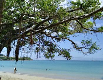 Trees on beach against sky