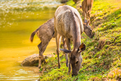 Deer in a field