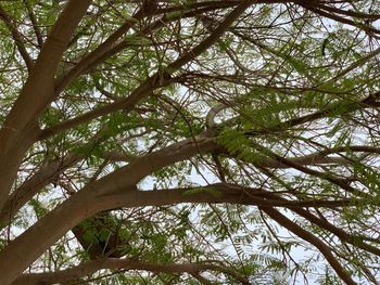 Low angle view of bamboo trees in forest