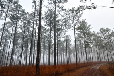 Fog in the pine woodland trees